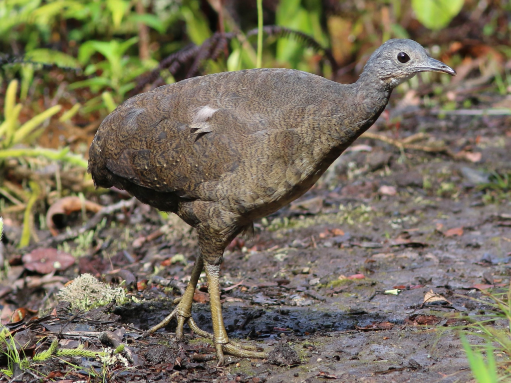 Hooded tinamou