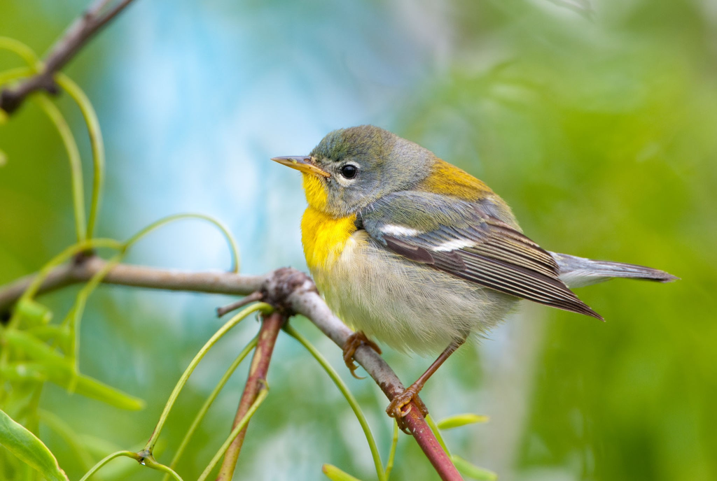 Northern Parula 20