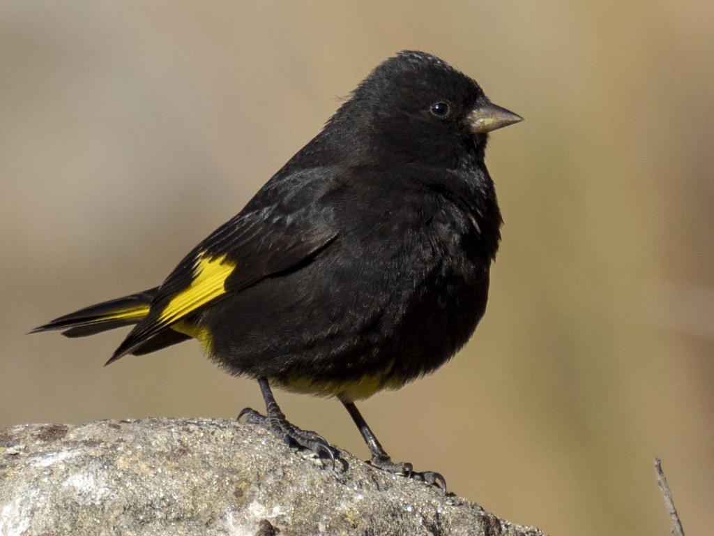 Black Siskin