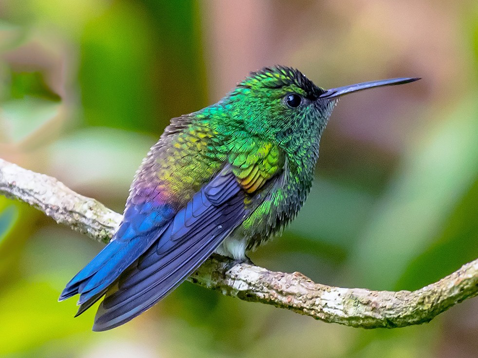 Blue-vented Hummingbird