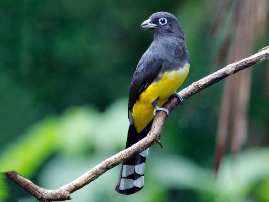 Black-headed trogon