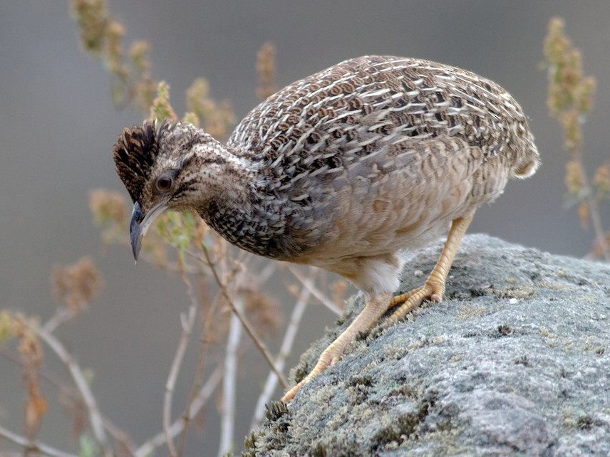 Andean Tinamou