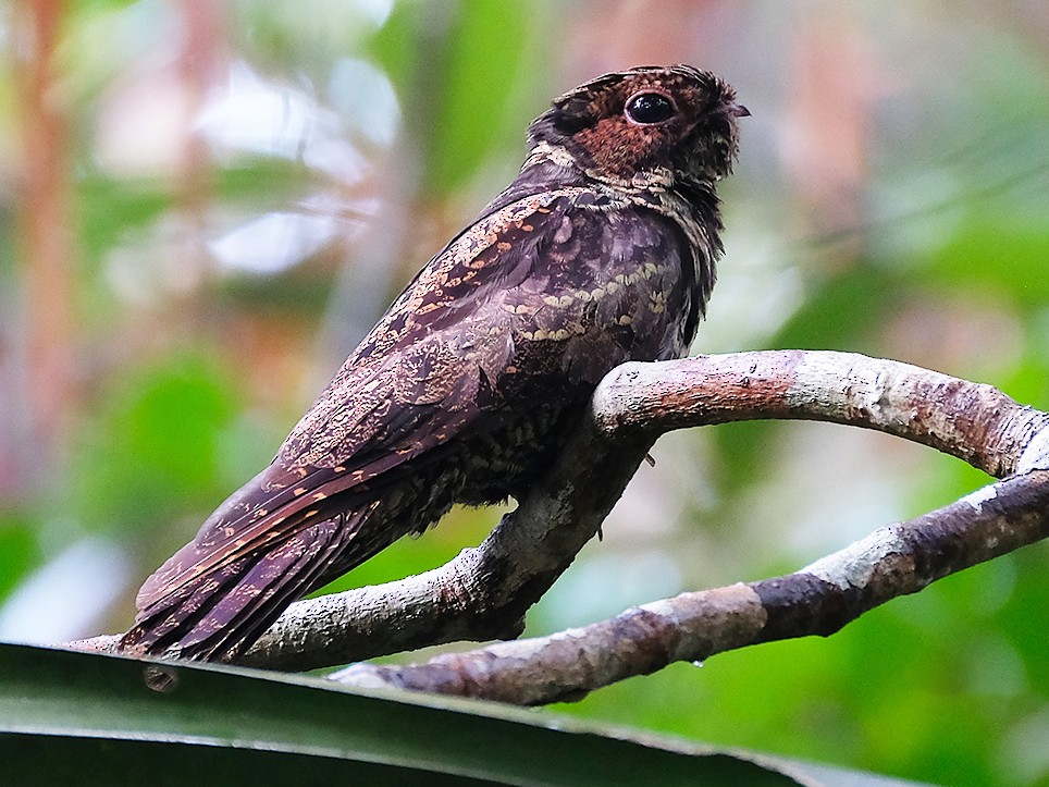 Malaysian Eared Nightjar