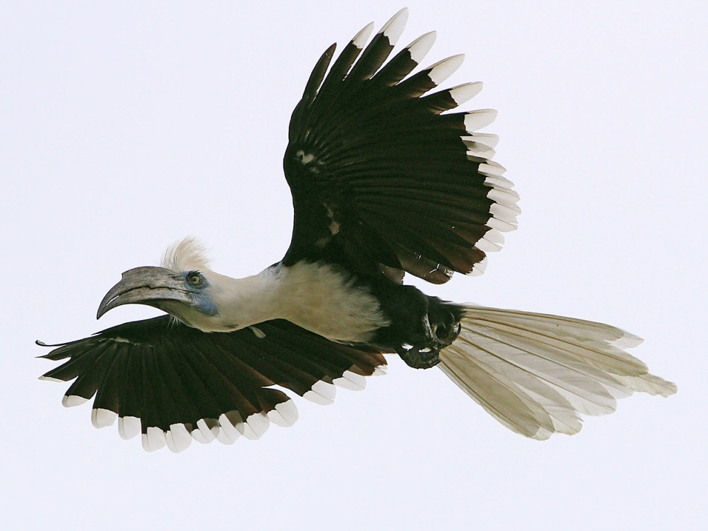 White-crowned Hornbill