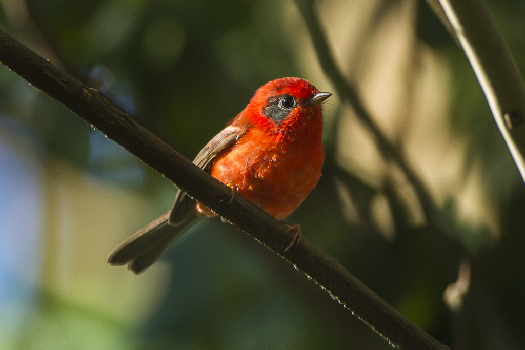 Red Sea Warbler