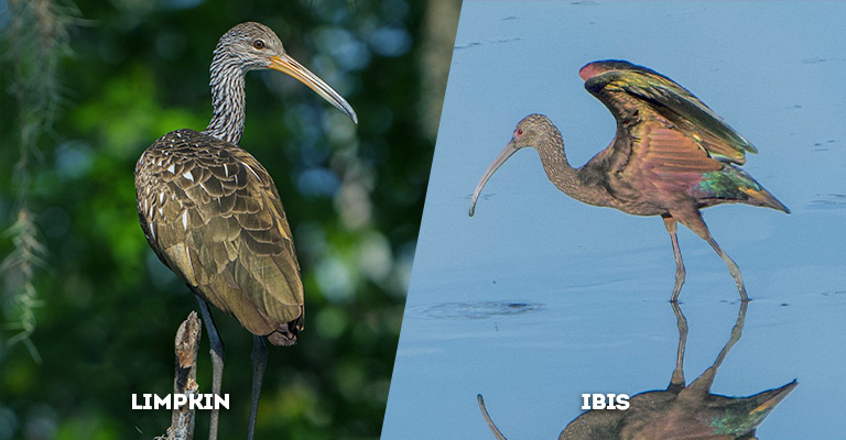 limpkin vs ibis