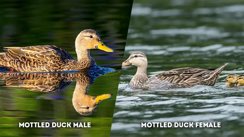 mottled duck male vs female