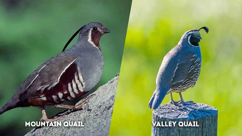 mountain quail vs valley quail