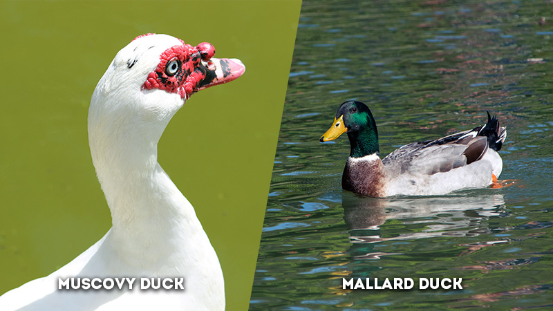 muscovy duck vs mallard