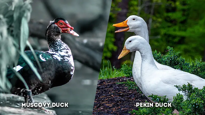 muscovy duck vs pekin duck