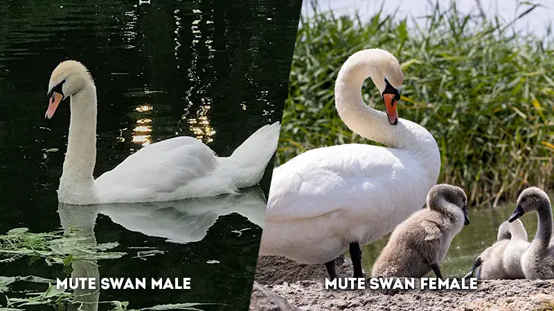 mute swan male vs female