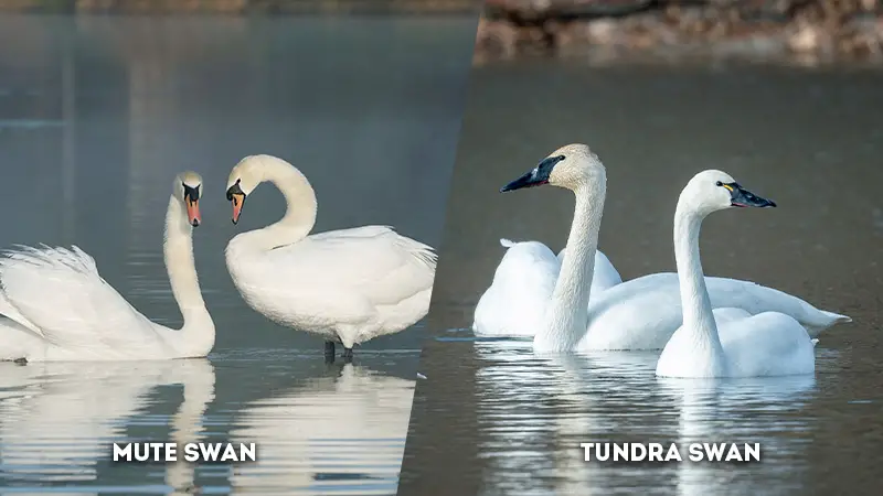 mute swan vs tundra swan