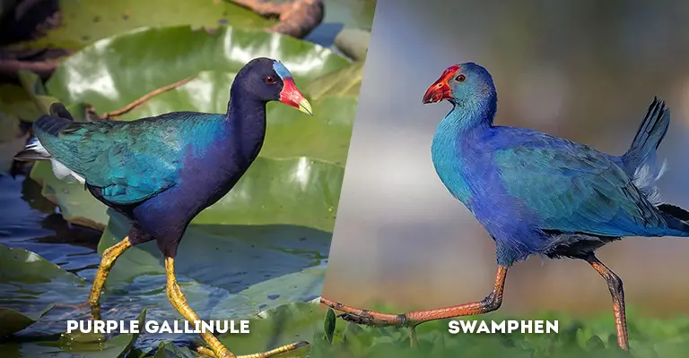purple gallinule vs swamphen