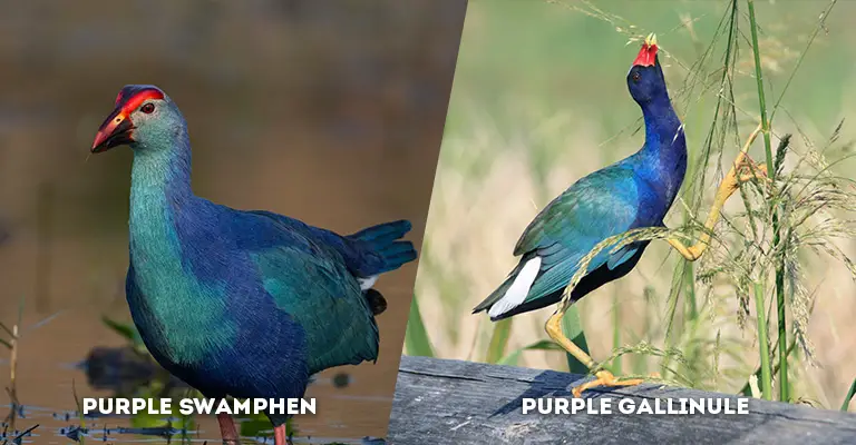 purple swamphen vs purple gallinule
