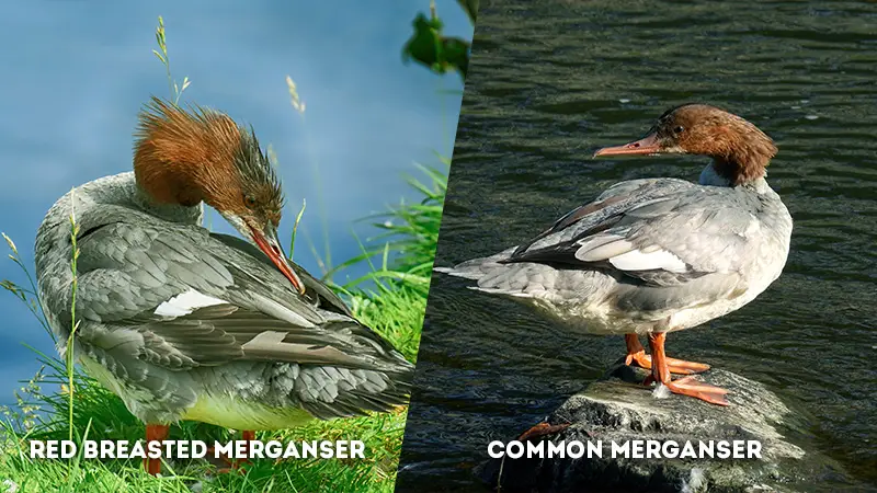 red breasted merganser vs common merganser
