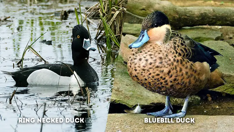 ring necked duck vs bluebill