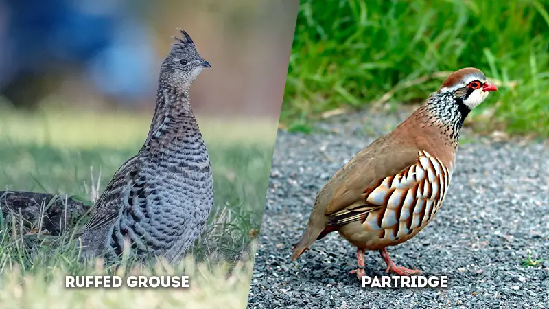 ruffed grouse vs partridge