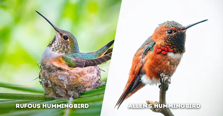 rufous vs allen's hummingbird