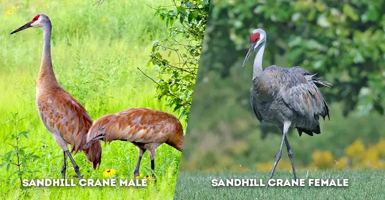 sandhill crane male vs female