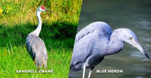 Wetland Sentinels: The Roles of Sandhill Cranes and Blue Herons in ...