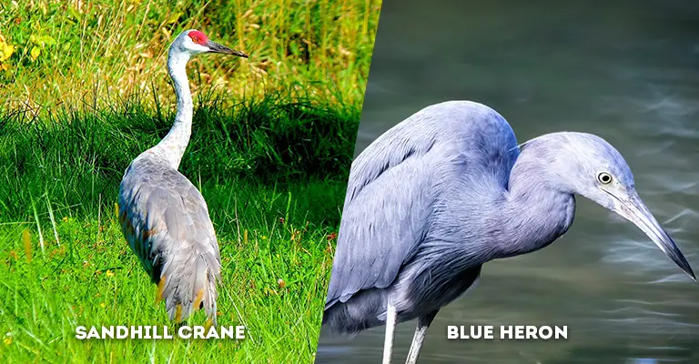 sandhill crane vs blue heron