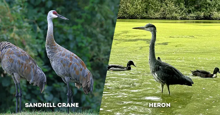 sandhill crane vs heron