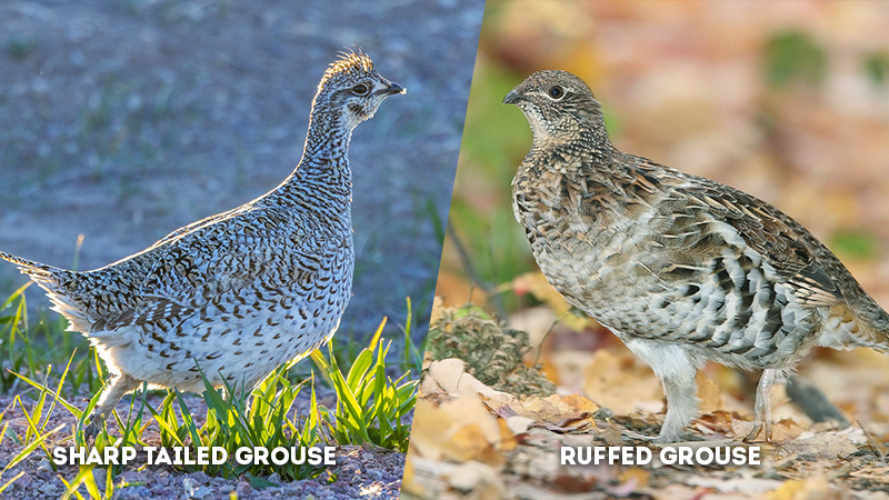 sharp tailed grouse vs ruffed grouse