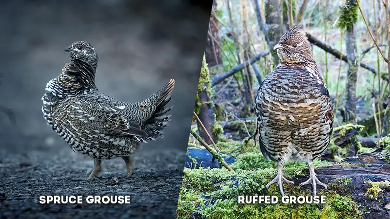 spruce grouse vs ruffed grouse