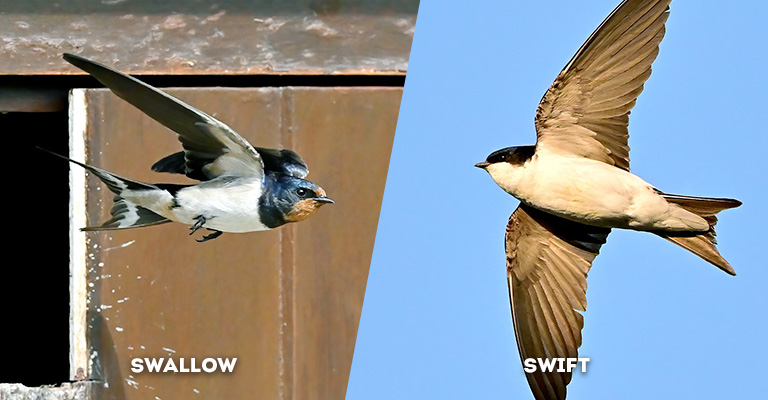 swallow vs swift