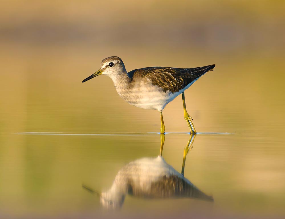 tilt Sandpiper