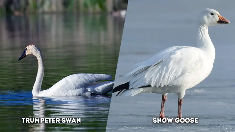trumpeter swan vs snow goose
