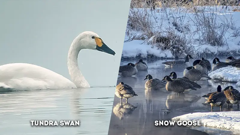 tundra swan vs snow goose