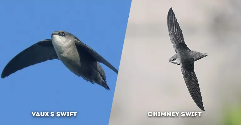 vaux's swift vs chimney swift