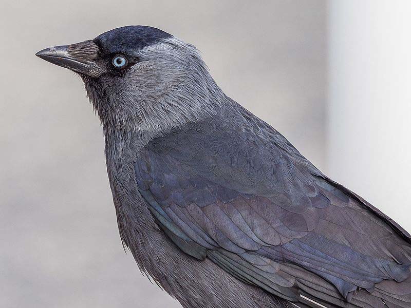 western jackdaw