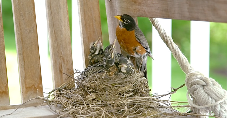 why do baby birds poop right after they eat