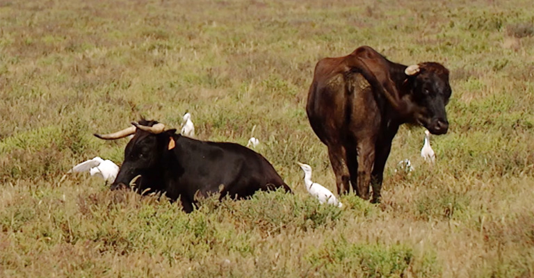 How Cows Are Benefitted from This Symbiotic Relationship with Birds