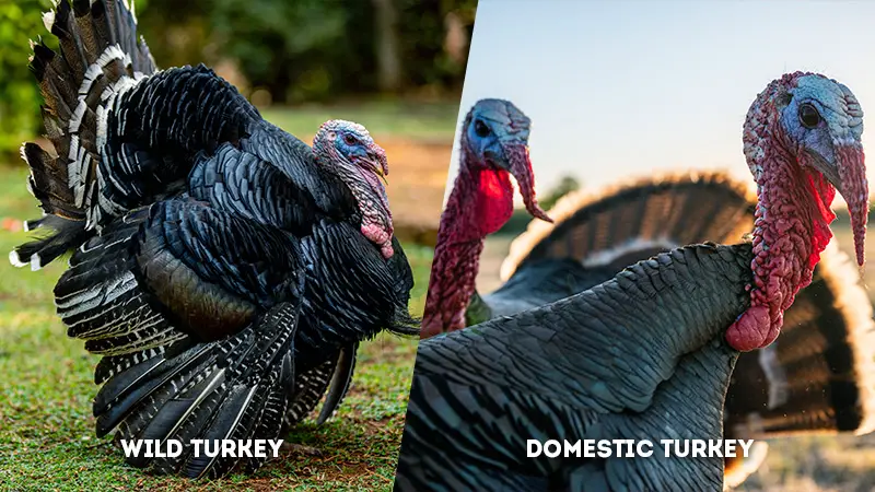 wild turkey vs domestic turkey