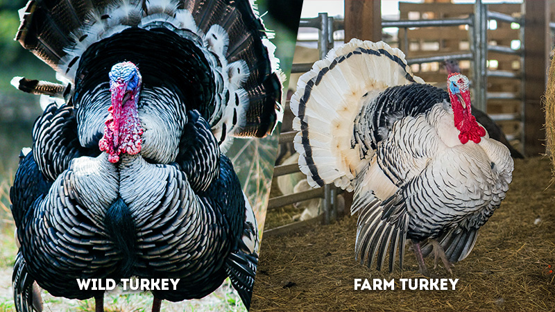 wild turkey vs farm turkey