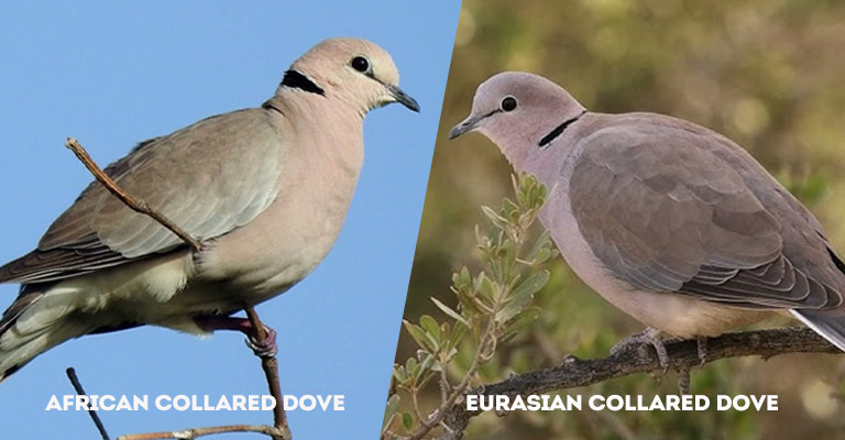 African Collared Dove Vs Eurasian Collared Dove