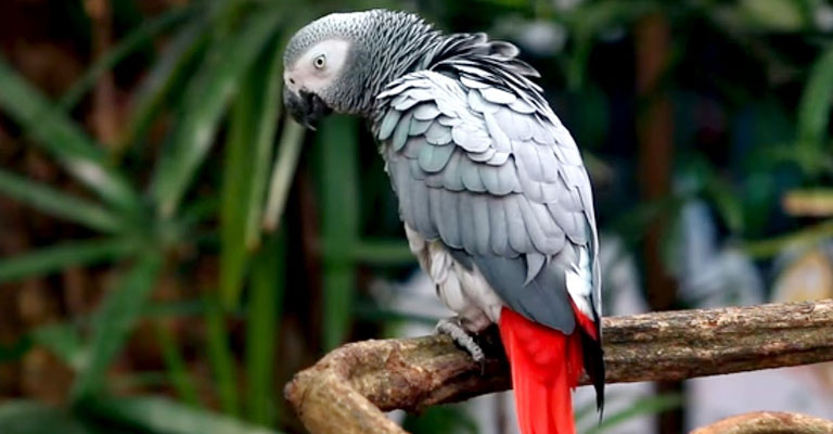 African Grey Parrots