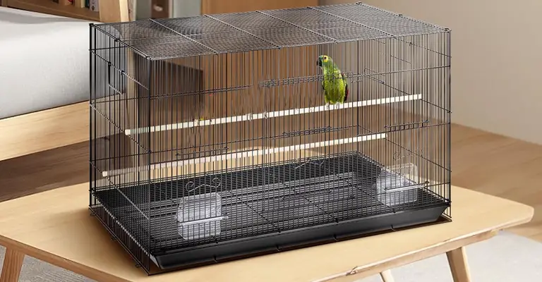 Appropriate Size of Cage for Conure Birds