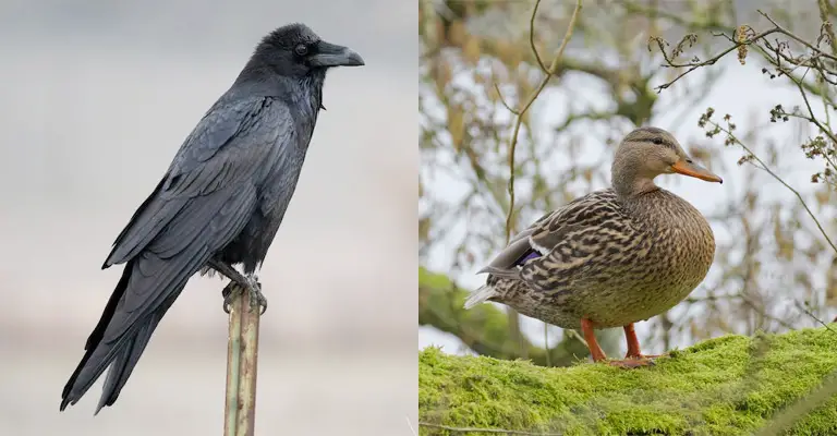 Are Ravens and Ducks Compatible