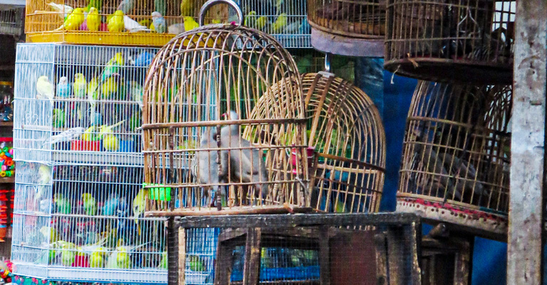 Are Round Cages Bad for Birds