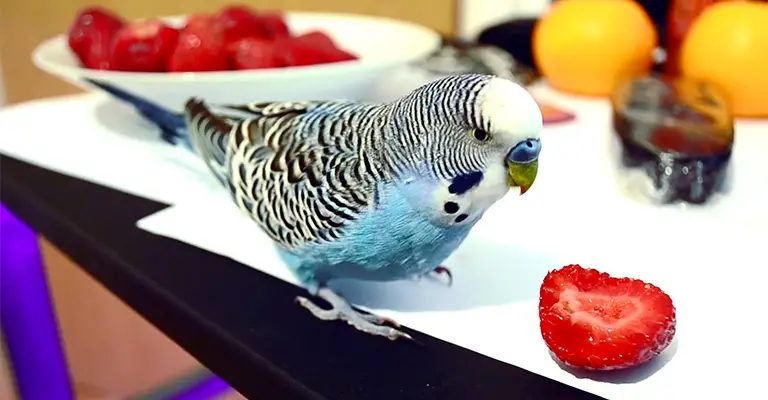 Are There Any Drawbacks To Feeding Strawberries to Birds