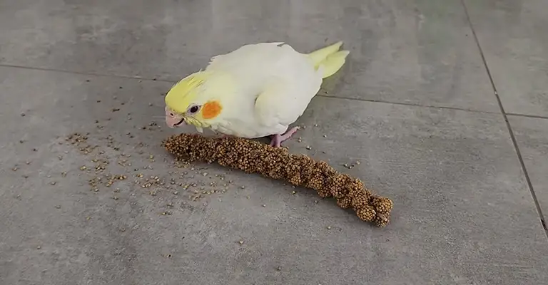 At What Age Do Cockatiels Start Eating Seeds