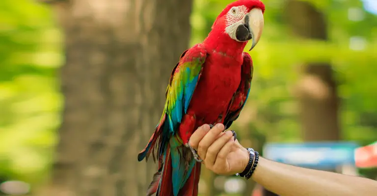 Basic Training Commands for Macaw