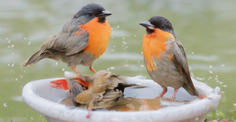 Bathing Pet Birds- When and How