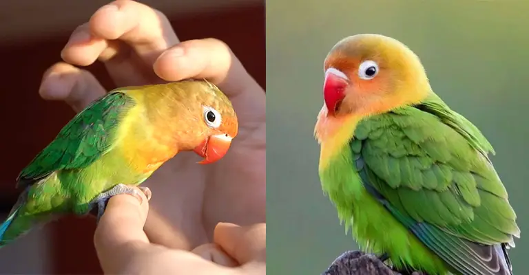 Behavioral Changes of Male and Female Lovebirds
