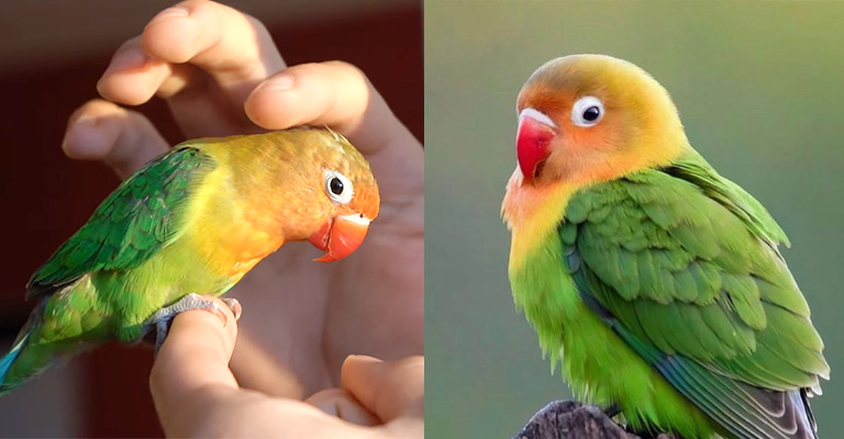 Behavioral Changes of Male and Female Lovebirds