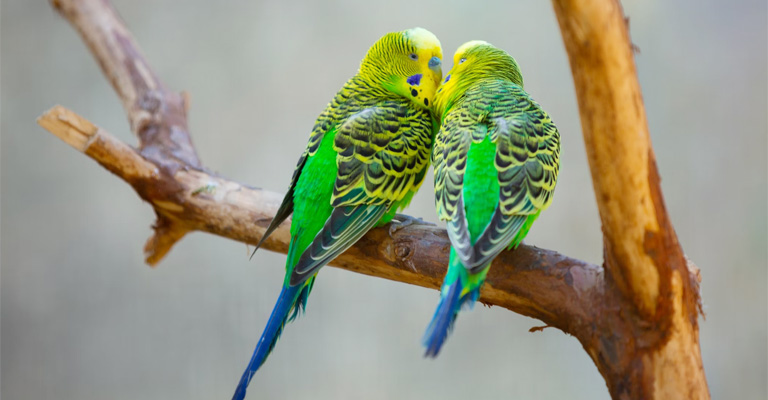 How To Tell The Gender Of A Parakeet